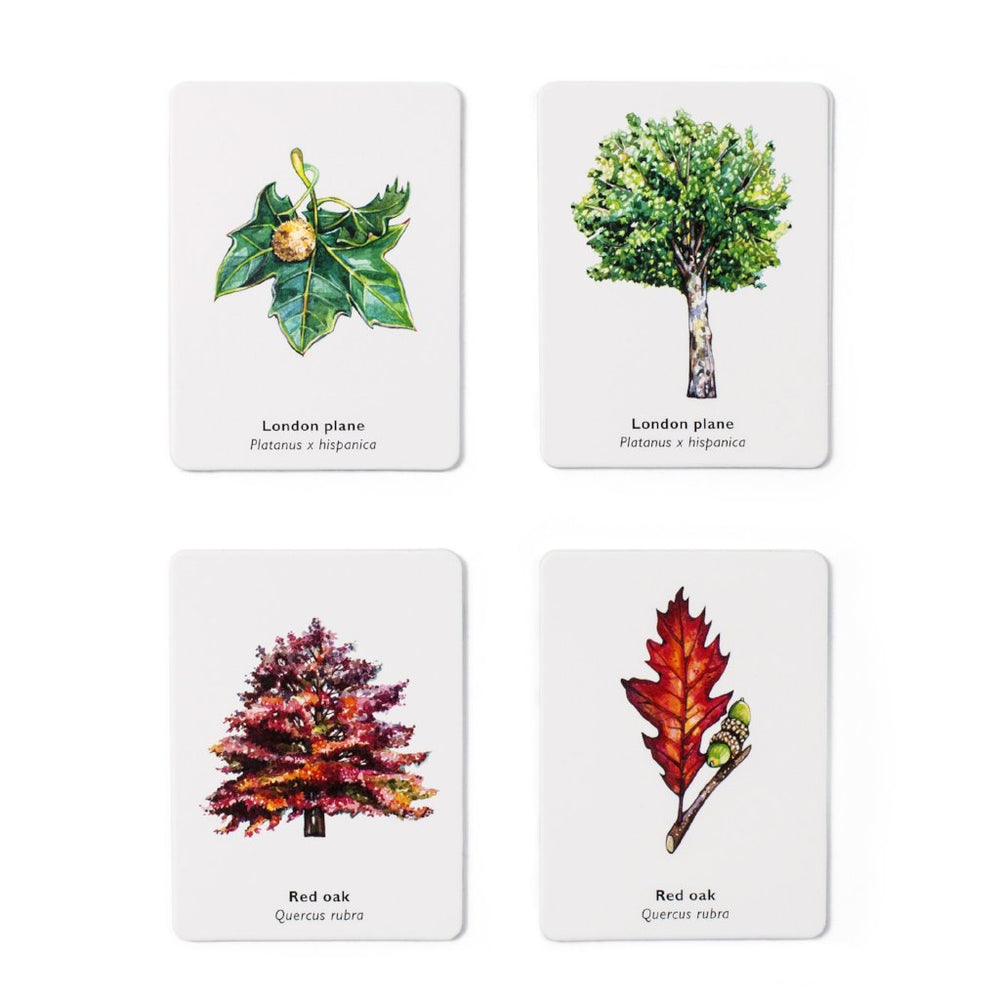 Match a Leaf A Tree Memory Game | Children's Game Dubai UAE – The Kids ...